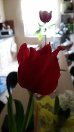 Close-up of red flowers