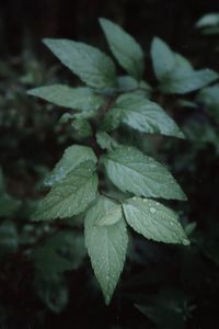 Close-up of raindrops on leaves