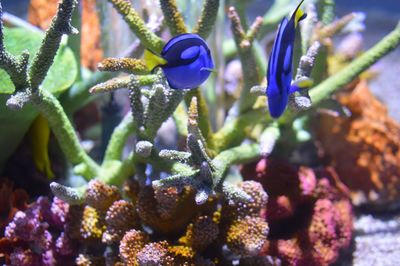 Close-up of bumblebee on flowers