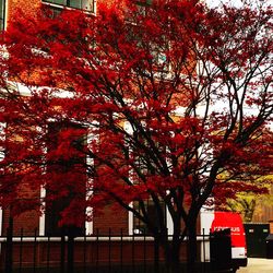 Bare trees in a row