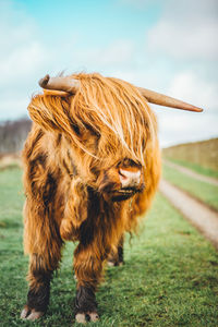 Highland cow standing on field