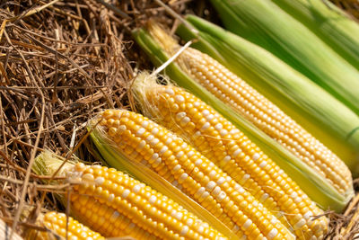 Close-up of corn