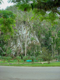 Trees and plants growing on road in forest