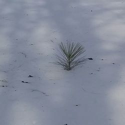 Close-up of plants