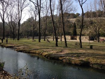 Bare trees on landscape