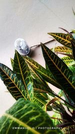 High angle view of leaves on plant