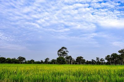 Scenic view of agricultural field against sky