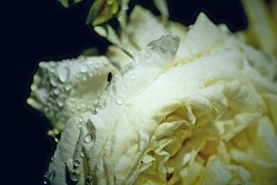Close-up of wet flower