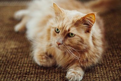 Close-up portrait of cat