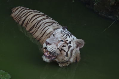 Closeup portrait shot of a white siberian tiger swimming. - image