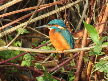 Bird perching on branch