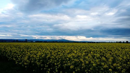 Scenic view of field against cloudy sky