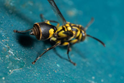 Close-up of insect