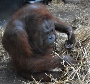 Close-up of a monkey resting on field