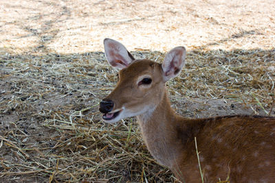 Deer in a field