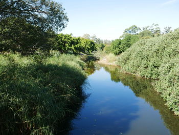 Scenic view of river amidst trees against sky