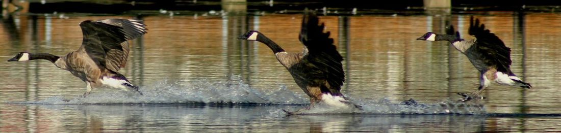 Birds in lake