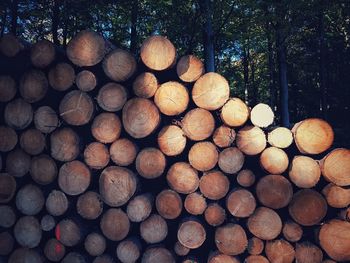 Stack of logs in forest