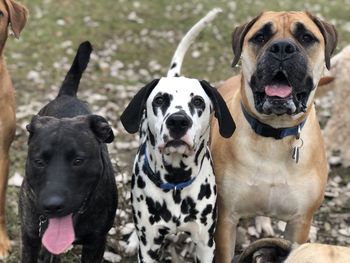 Portrait of three dogs