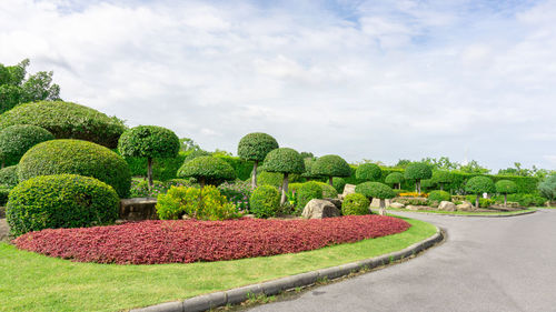 Topiary garden asphalt road in gardens hedge round shape of bush and shrub, flowering plant blooming