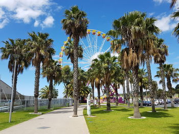 Palm trees against blue sky