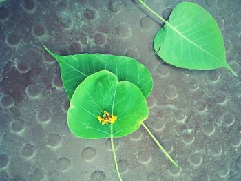 High angle view of insect on leaf