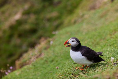 Fratercula puffin in saltee island ireland. in the process of migration 