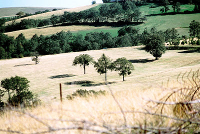 Trees on field against sky
