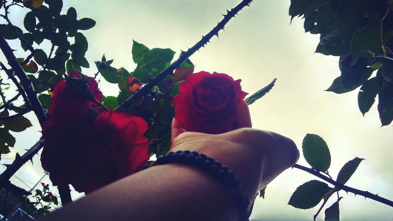 LOW ANGLE VIEW OF HAND HOLDING ROSE