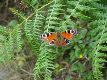 Close-up of butterfly on leaf
