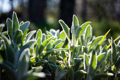 Close-up of plants growing on field