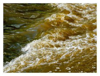 Scenic view of trees