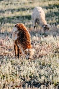 Deer standing on field