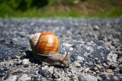 Close-up of snail on road