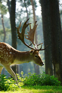 Deer in a field