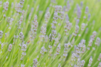 Close-up of flowers growing in field