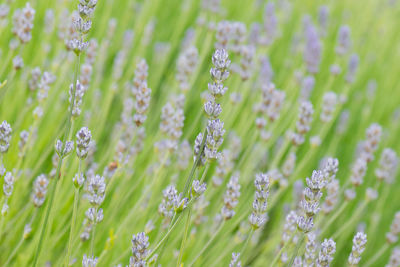 Close-up of lavender buds on field