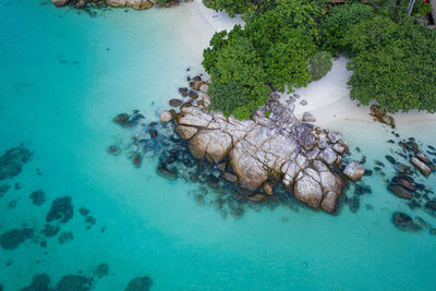 High angle view of coral in sea