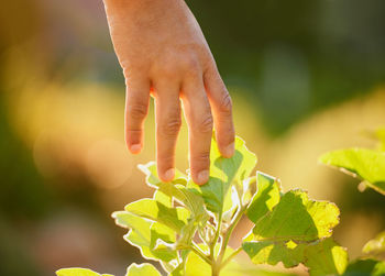 Close-up of plant