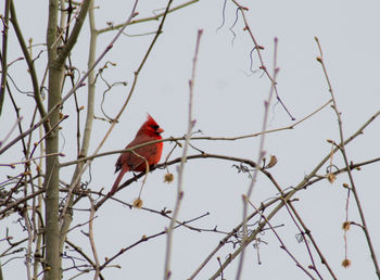 Bird perching on branch