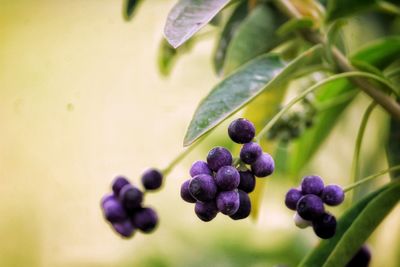 Close-up of berries growing on plant