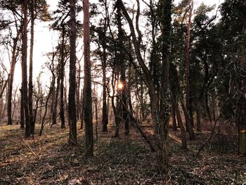 Trees in forest