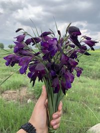 Close-up of hand holding purple flowers on field