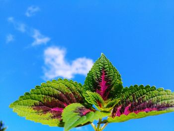 Close-up of green plant against blue sky