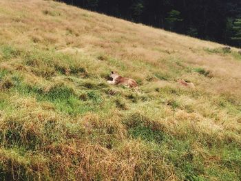 Sheep relaxing on field