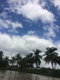 Palm trees by sea against sky