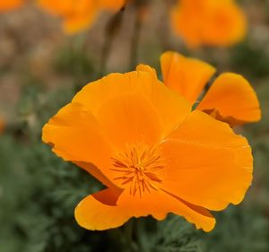 Close-up of orange flower