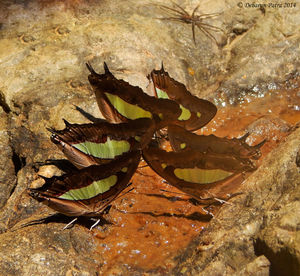 Close-up of plant against white background