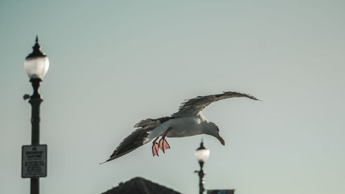 Low angle view of seagull flying in sky