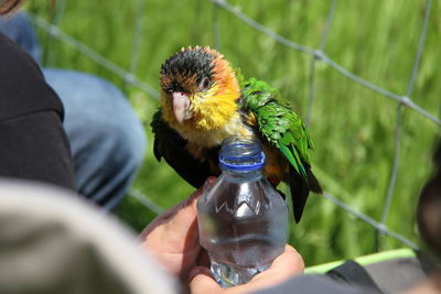 Close-up of parrot by fence